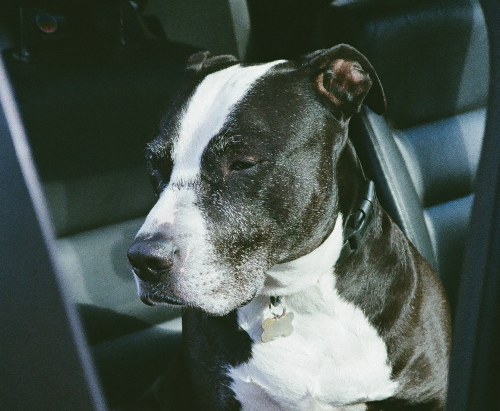 Tay, a black and white pit bull, sitting in the back seat of a car with eyes half closed.